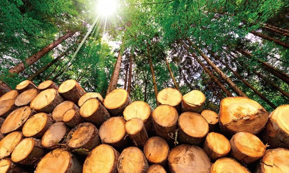 Κόψτε περισσότερα δέντρα για να σώσετε τη Γη από την υπερθέρμανση του πλανήτη